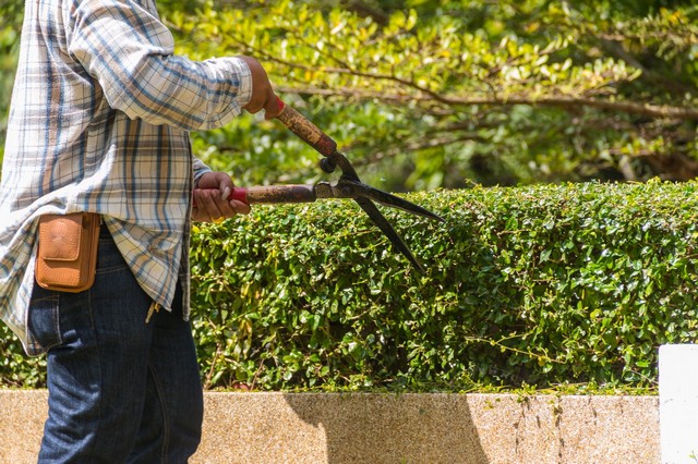 Garden Maintenance Wandsworth, SW18